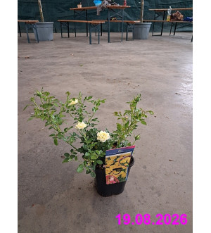 Rosa miniature 'Yellow' C 1,4 L